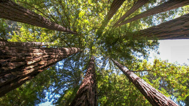 Best Tree Maintenance Programs  in Haven, KS